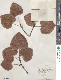 Disanthus cercidifolius image