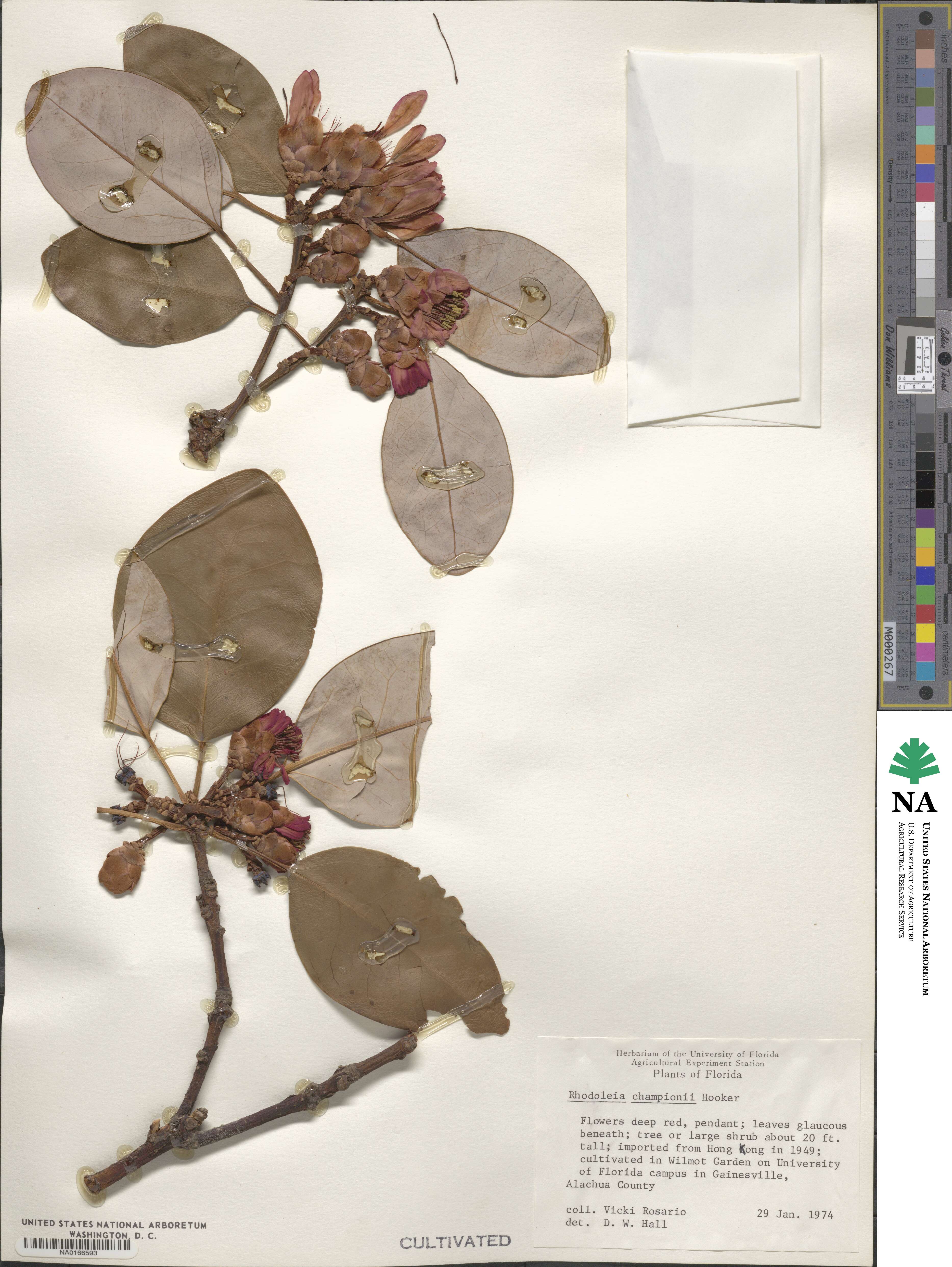 Rhodoleia championii image