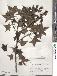 Liquidambar styraciflua image