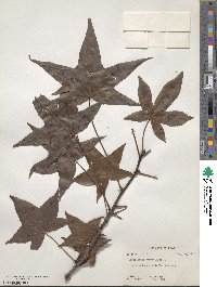 Liquidambar styraciflua image