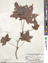 Liquidambar styraciflua image