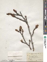 Liquidambar styraciflua image