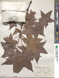 Liquidambar styraciflua image