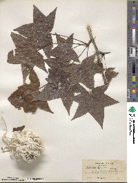 Liquidambar styraciflua image
