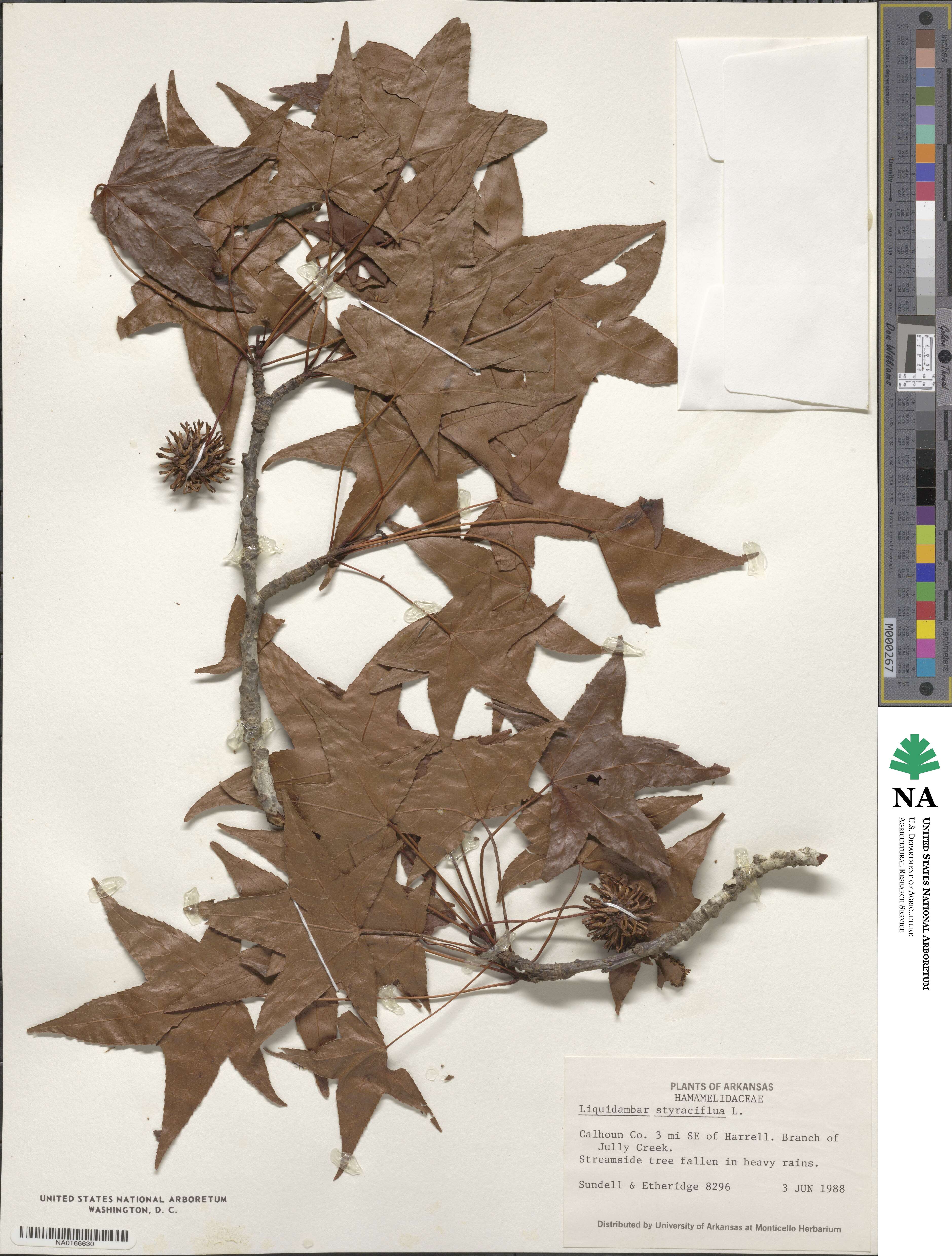 Altingiaceae image