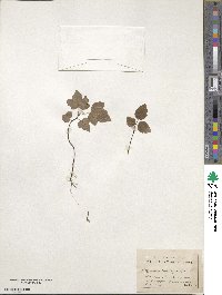 Liquidambar styraciflua image