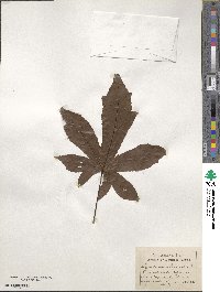 Liquidambar styraciflua image