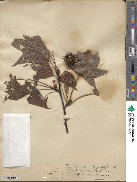 Liquidambar styraciflua image