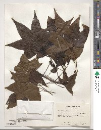 Liquidambar styraciflua image