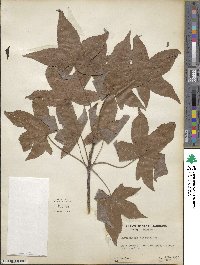 Liquidambar styraciflua image