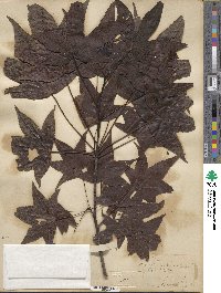 Liquidambar styraciflua image