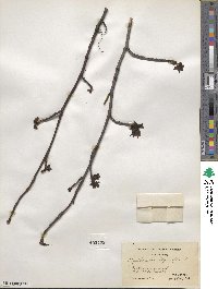 Liquidambar styraciflua image