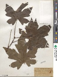 Liquidambar styraciflua image