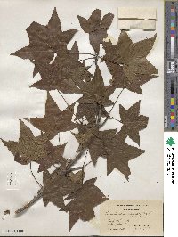 Liquidambar styraciflua image