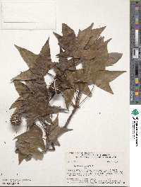 Liquidambar styraciflua image