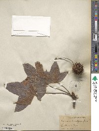 Liquidambar styraciflua image