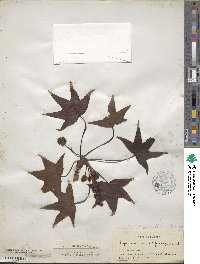 Liquidambar styraciflua image
