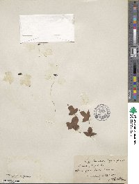 Liquidambar styraciflua image