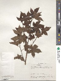 Liquidambar styraciflua image