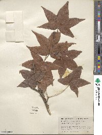 Liquidambar styraciflua image