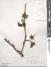 Liquidambar styraciflua image