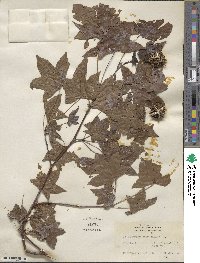 Liquidambar styraciflua image