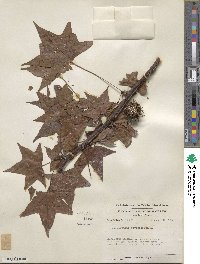 Liquidambar styraciflua image