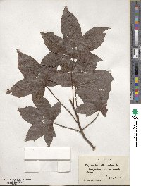 Liquidambar styraciflua image
