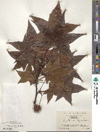 Liquidambar styraciflua image
