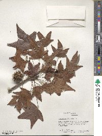 Liquidambar styraciflua image