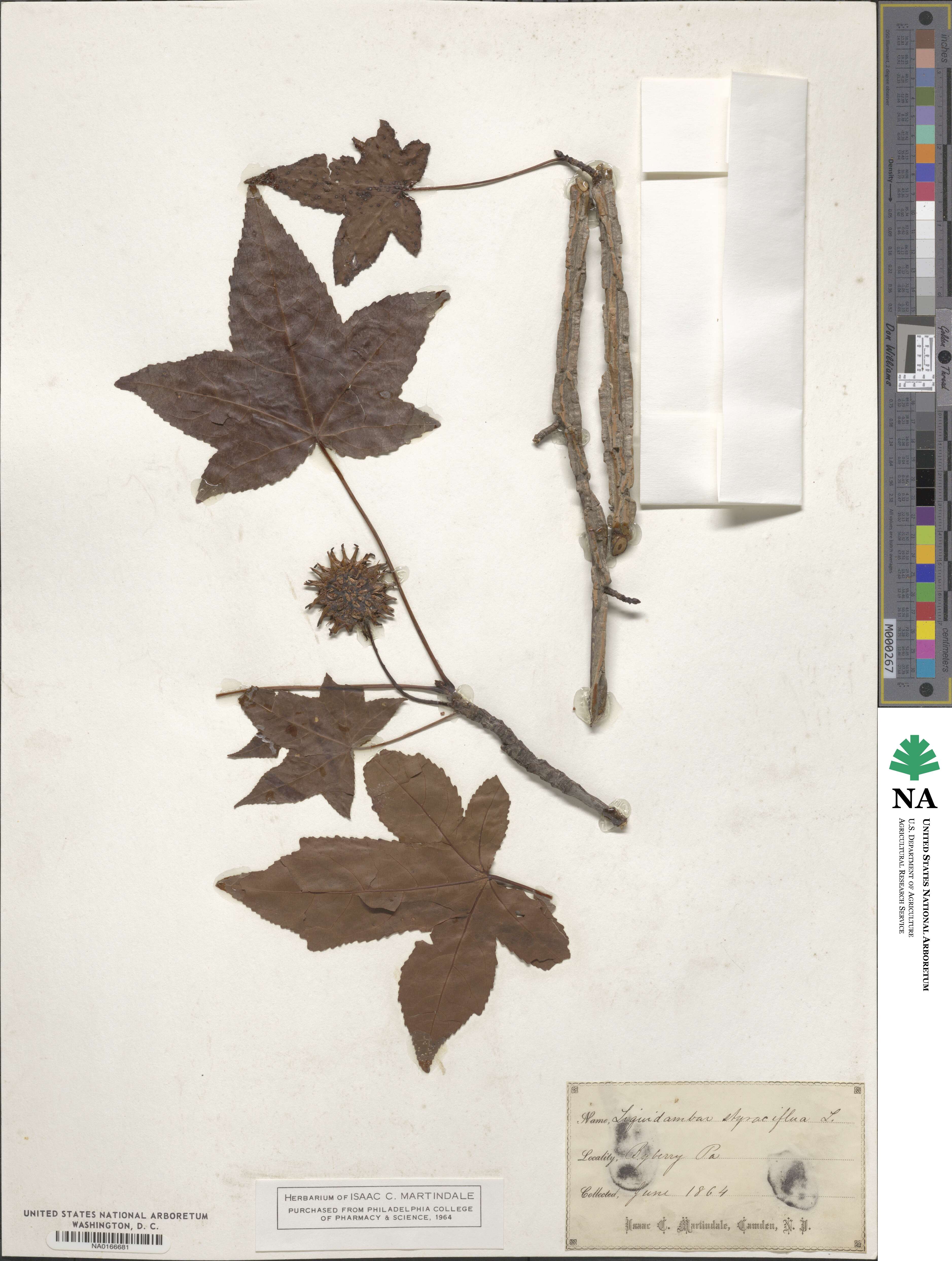 Liquidambar image