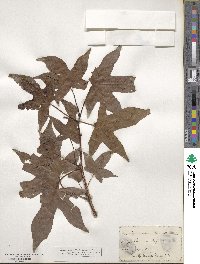 Liquidambar styraciflua image