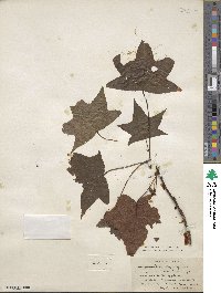 Liquidambar styraciflua image