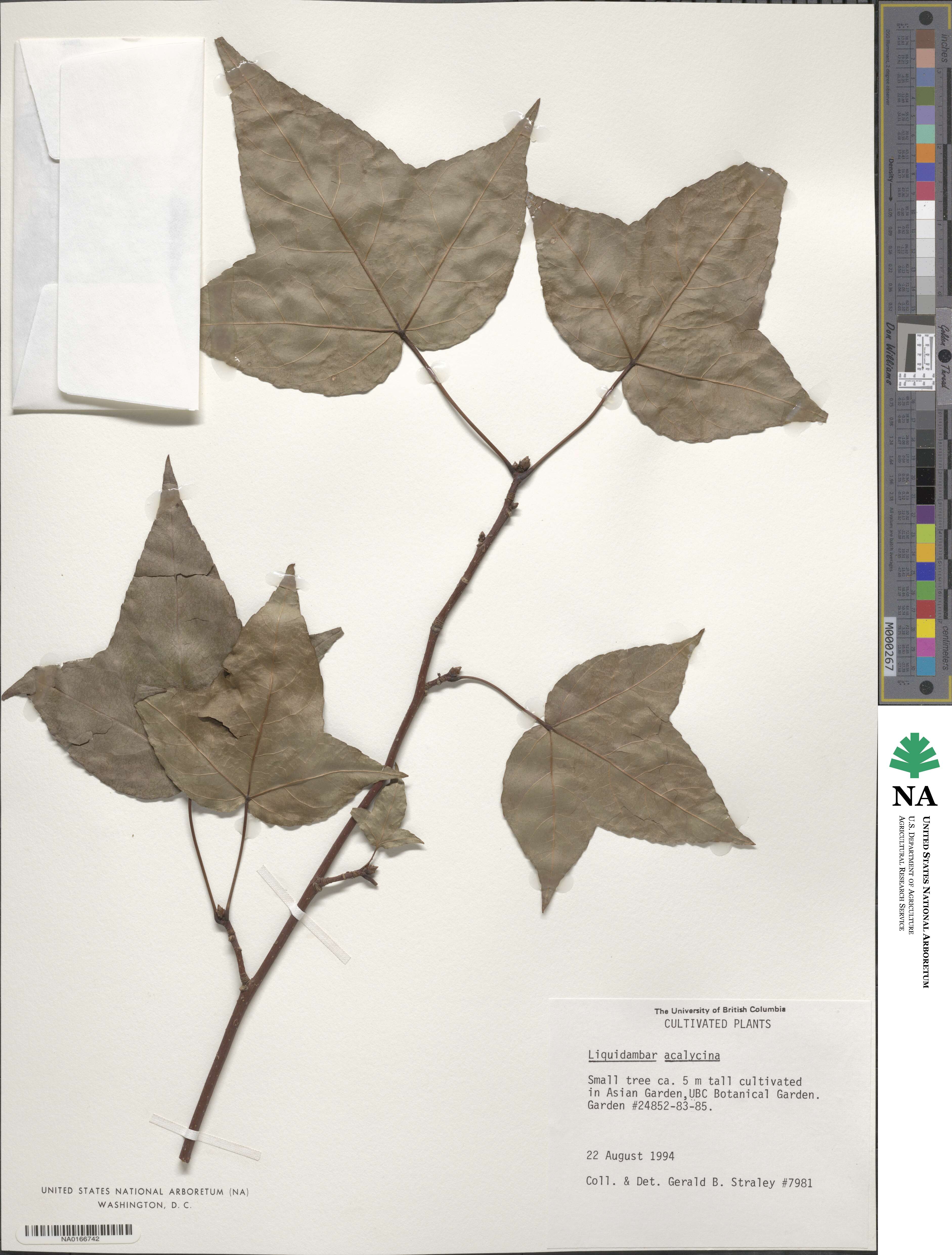 Liquidambar acalycina image