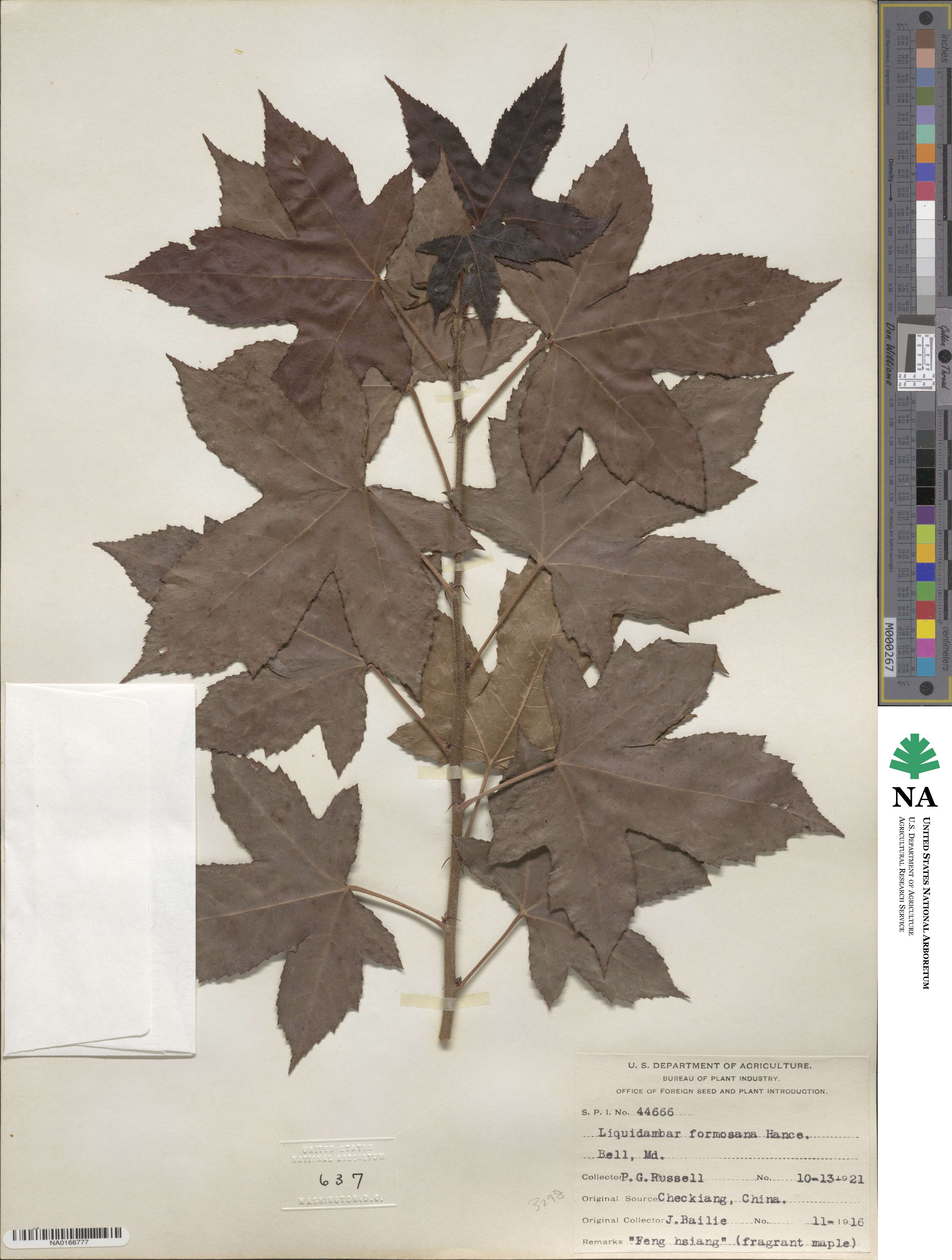 Liquidambar formosana image