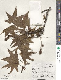 Liquidambar styraciflua image