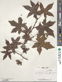Liquidambar styraciflua image