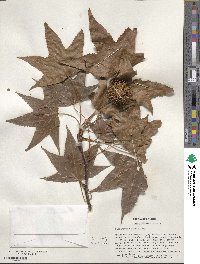 Liquidambar styraciflua image