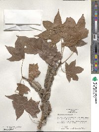 Liquidambar styraciflua image