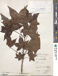 Liquidambar styraciflua image