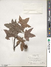 Liquidambar styraciflua image