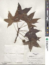 Liquidambar styraciflua image