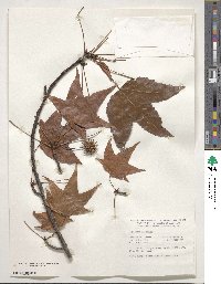 Liquidambar styraciflua image