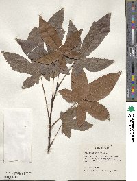 Liquidambar styraciflua image