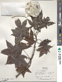 Liquidambar styraciflua image