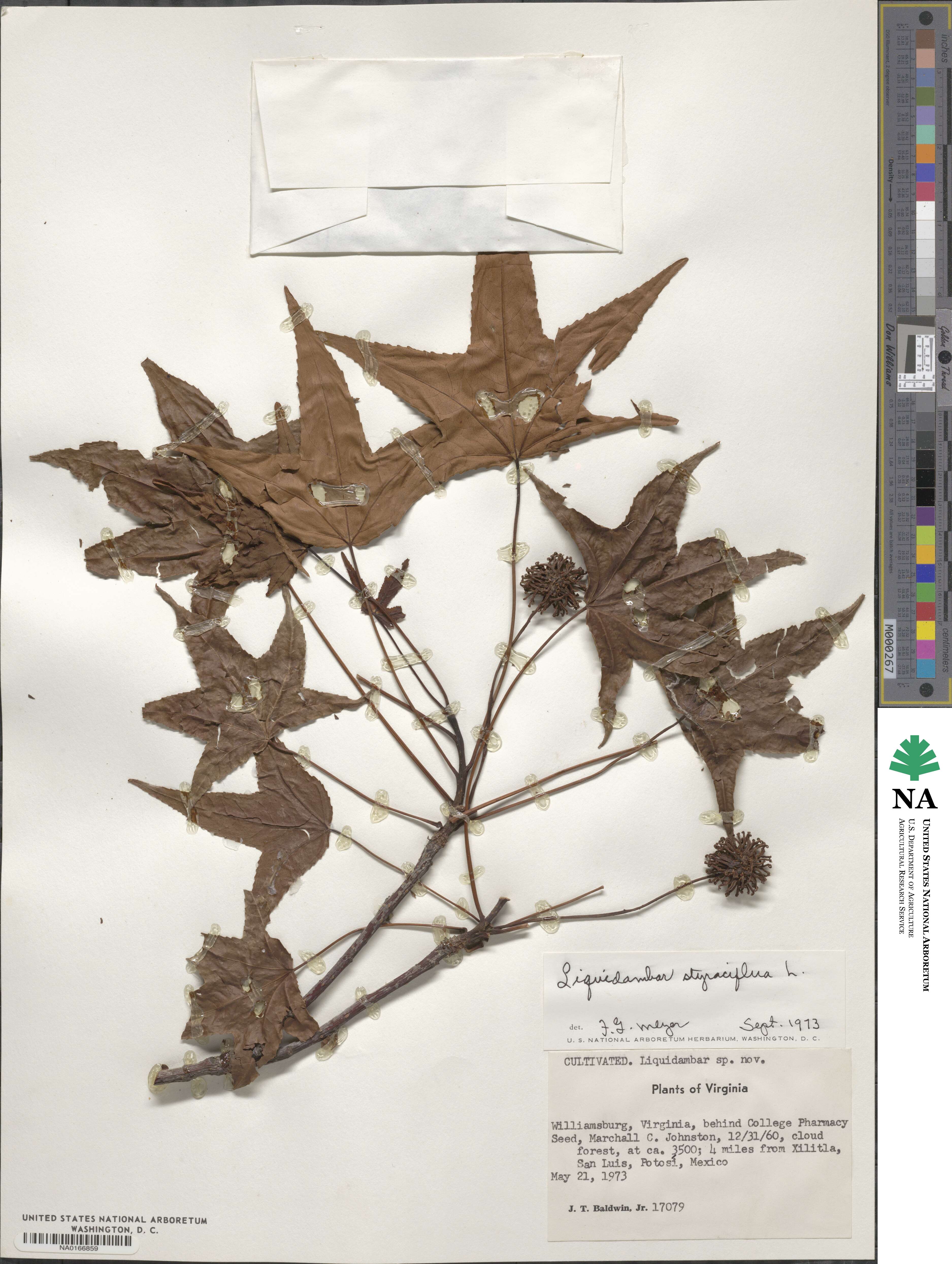 Liquidambar styraciflua image