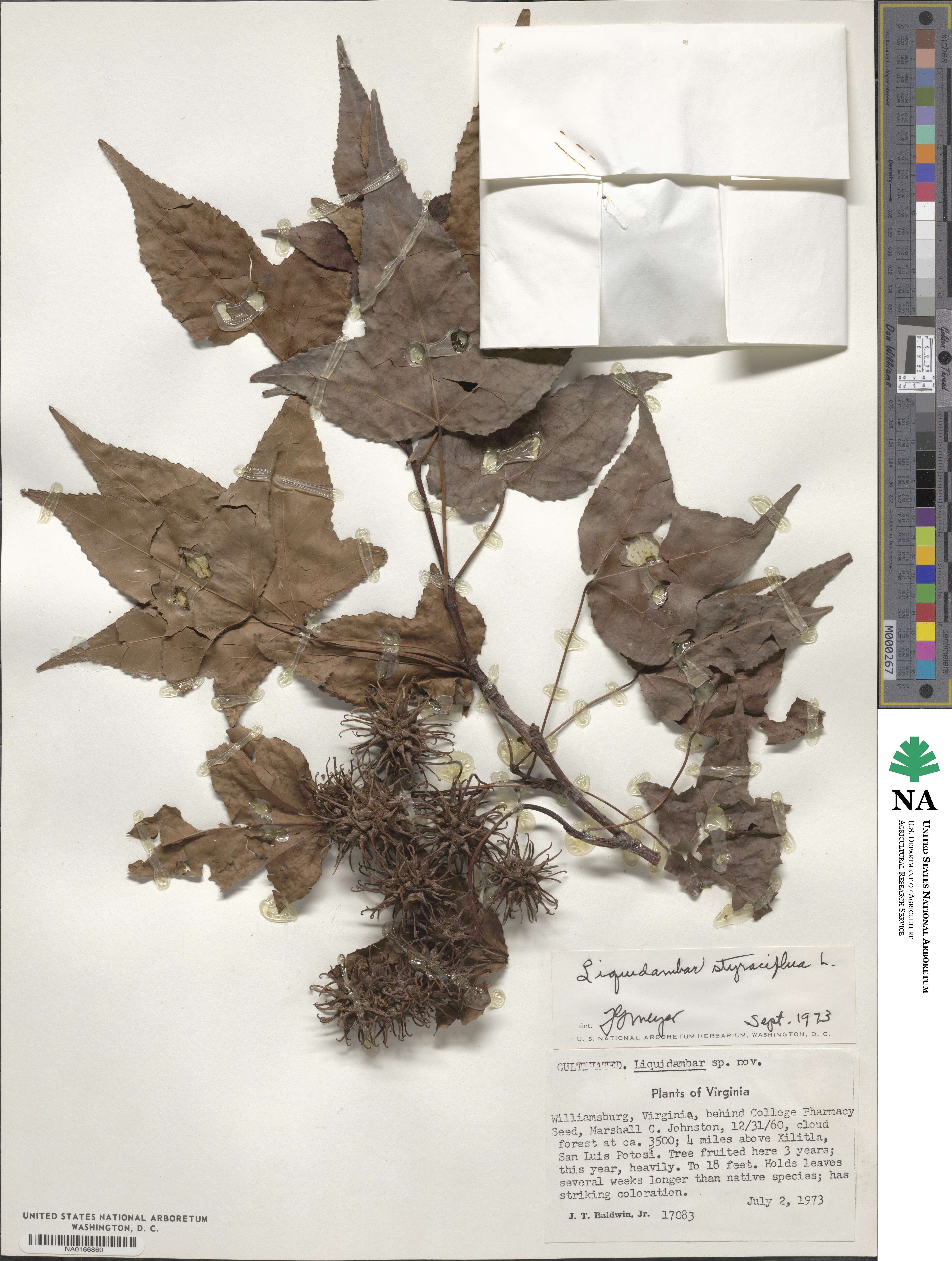 Altingiaceae image