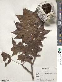 Liquidambar styraciflua image