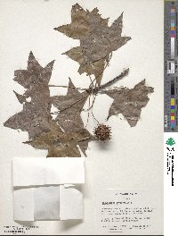 Liquidambar styraciflua image