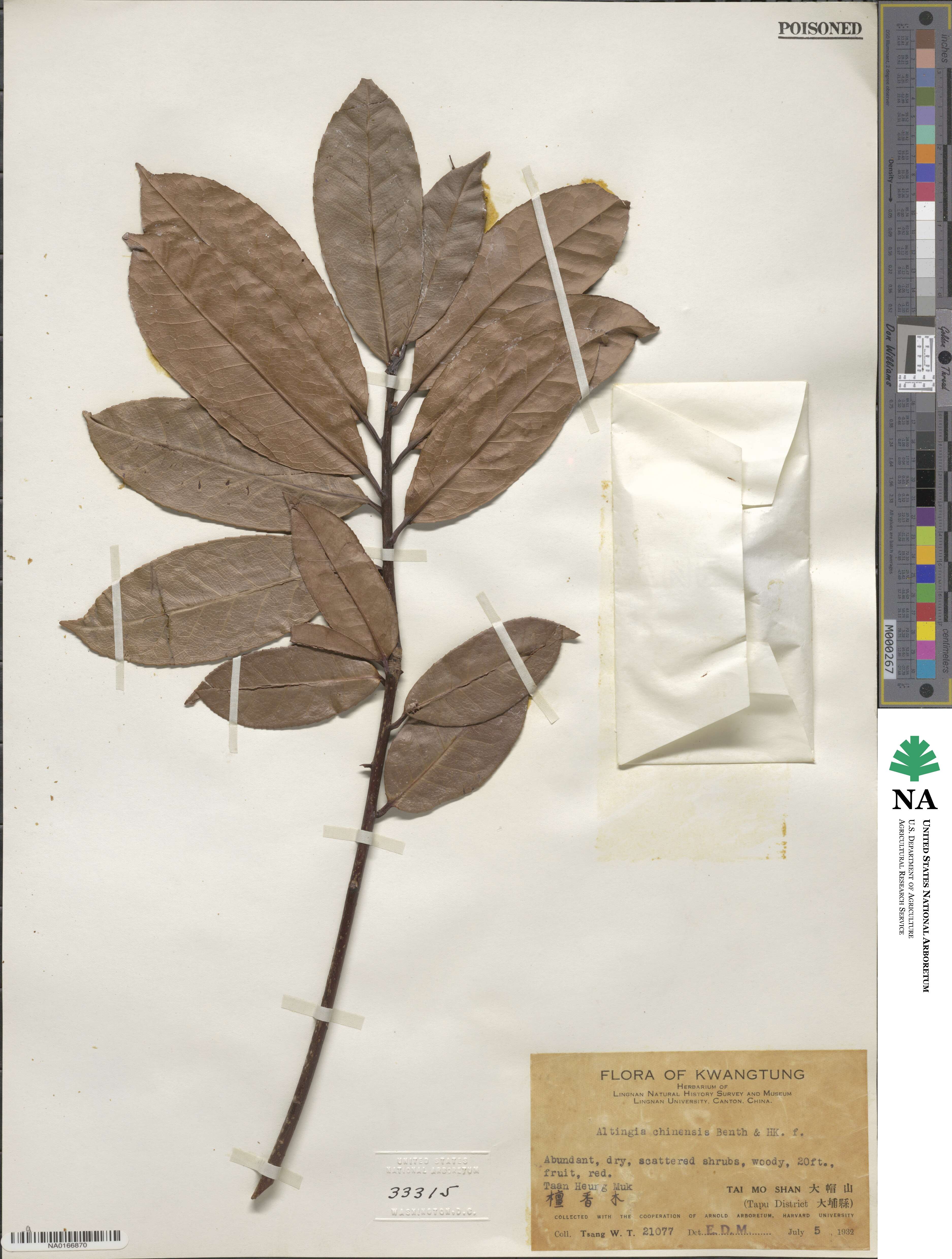 Liquidambar chinensis image